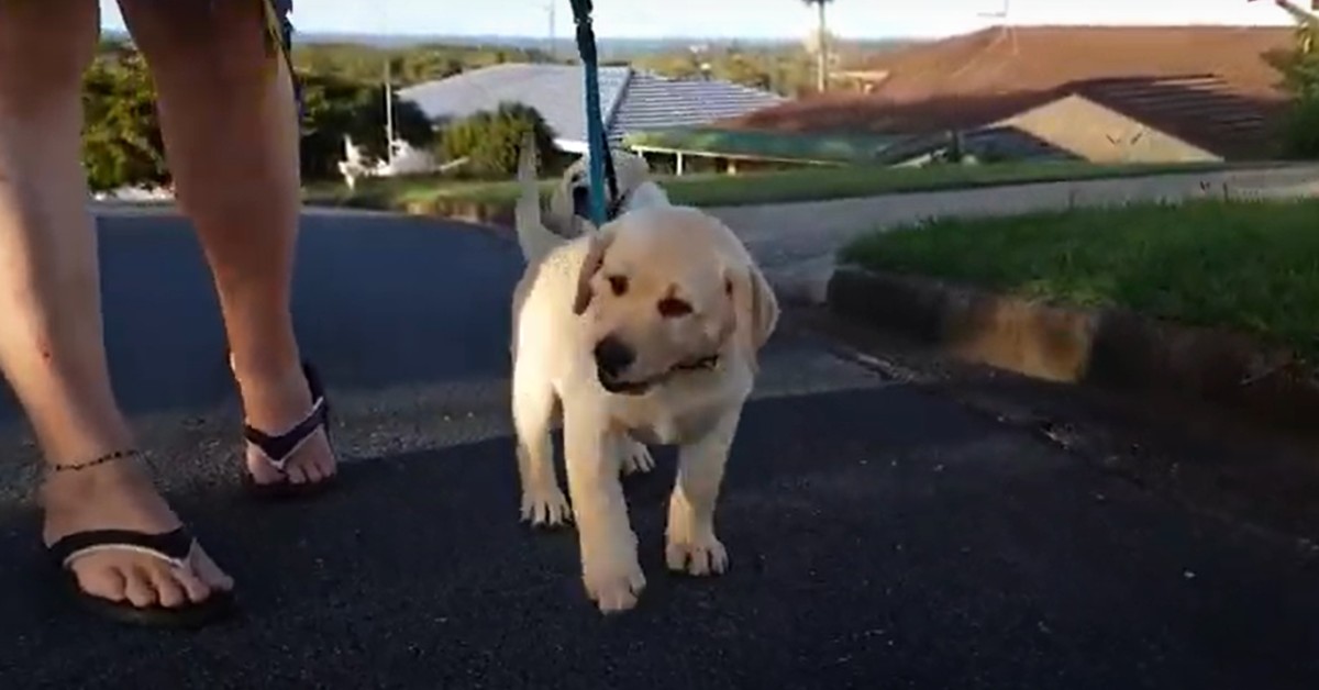 Due cuccioli di Labrador fanno la passeggiata per strada per la prima volta (VIDEO)