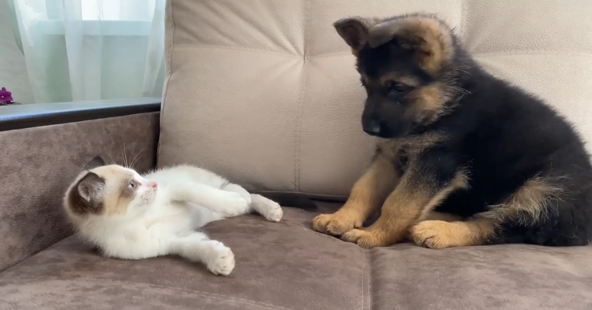 Cucciolo Pastore tedesco gioca il suo fratellino gatto (VIDEO)