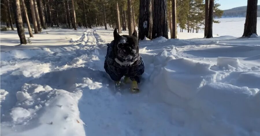 Cucciolo di Bulldog francese fa una passeggiata sulla neve