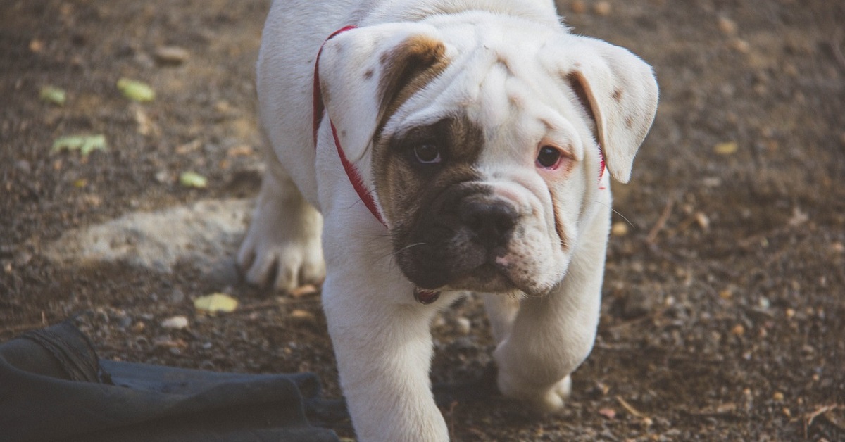 Il cucciolo di Bulldog inglese incontra la sua nuova famiglia per la prima volta (VIDEO)