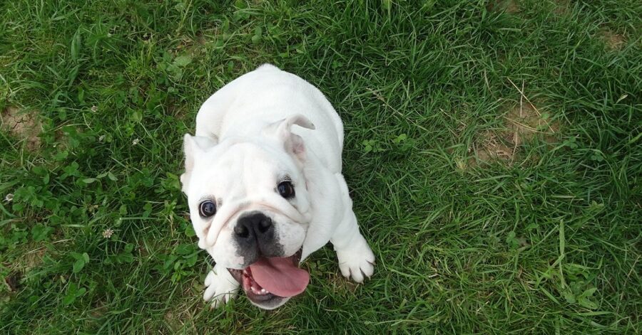 Cucciolo di Bulldog inglese litiga con il suo nuovo giocattolo