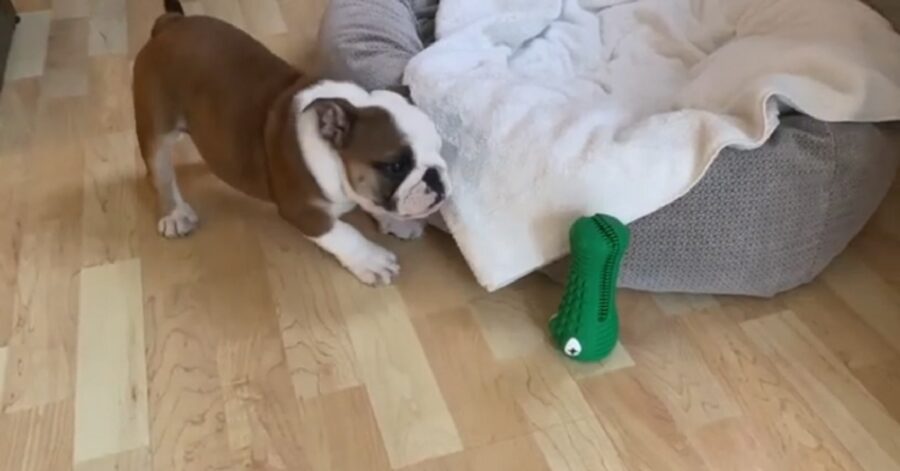 Cucciolo di Bulldog inglese litiga con il suo nuovo giocattolo