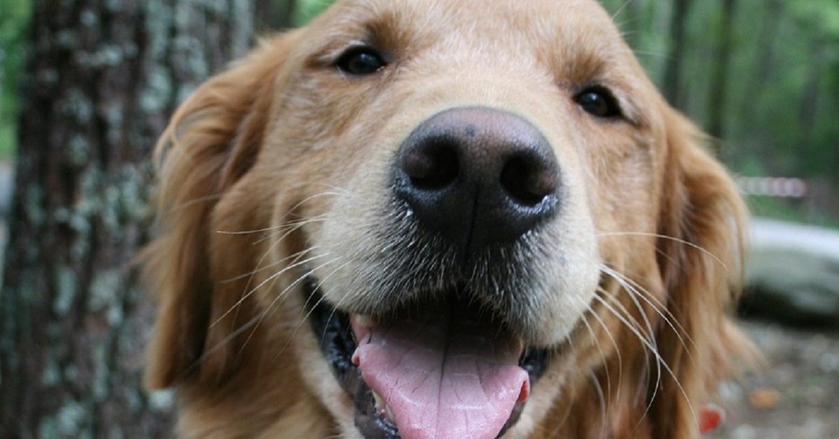 Il cucciolo di Golden Retriever con la zampetta bionica (VIDEO)