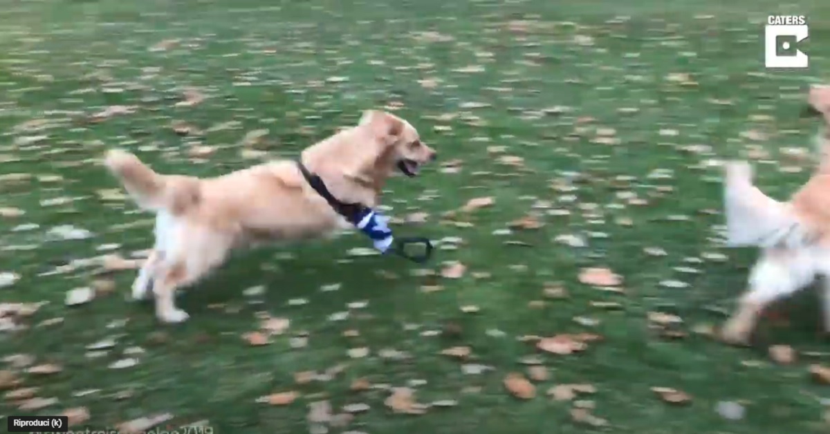 cucciolo di Golden Retriever con la zampetta bionica