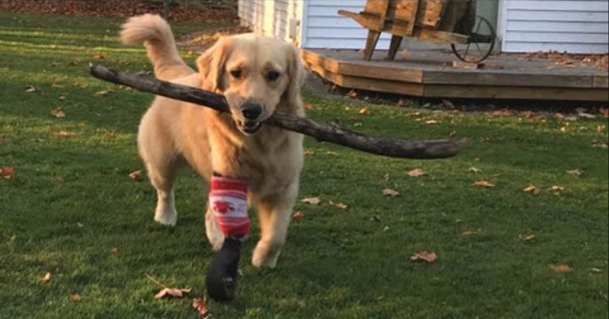 cucciolo di Golden Retriever con la zampetta bionica