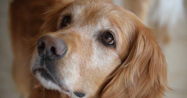 Il cucciolo di Golden Retriever incontra i gattini adottivi per la prima volta (VIDEO)