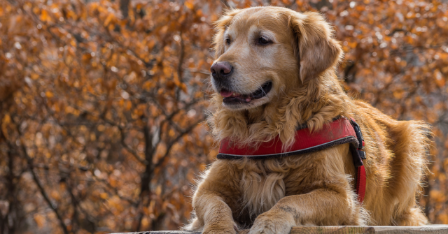 Il cucciolo di Golden Retriever insegna a un altro cane ad andare al guinzaglio (VIDEO)