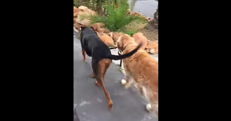 Cucciolo di Golden Retriever che insegna a un altro cane ad andare al guinzaglio