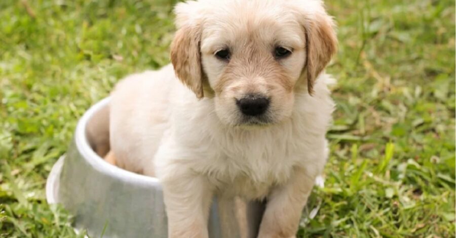 cucciolo di Golden Retriever insegue la sua coda e cade