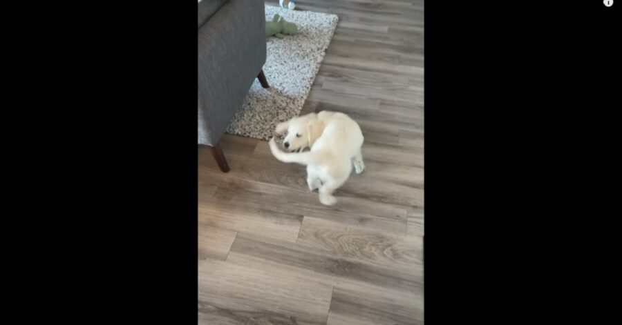 cucciolo di Golden Retriever insegue la sua coda e cade