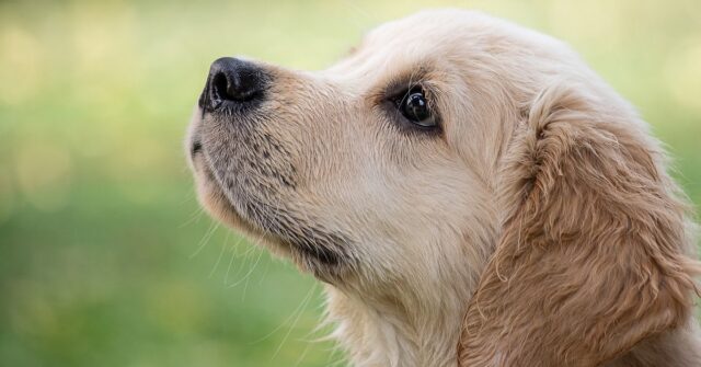 Mumford, il cucciolo di Golden Retriever nuota e cerca di recuperare un pallone (VIDEO)