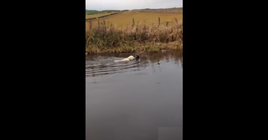 Cucciolo di Golden Retriever nuota e cerca di recuperare un pallone