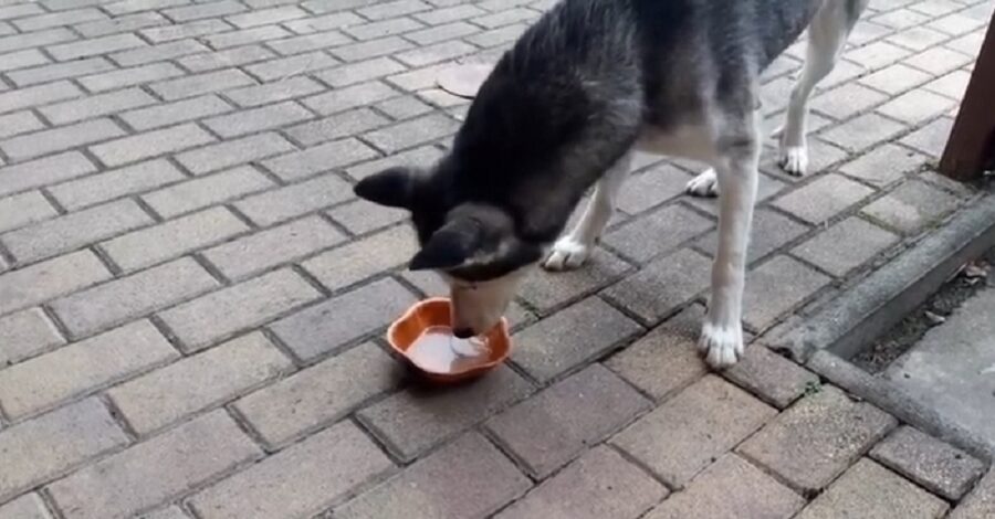 cucciolo di Siberian Husky che assaggia il succo di limone