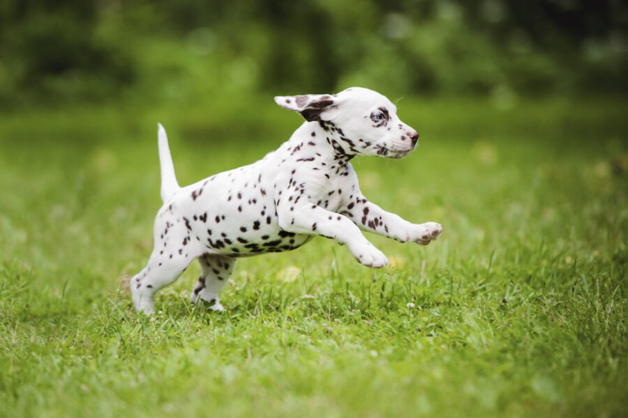 cucciolo di cane corre per tutta casa