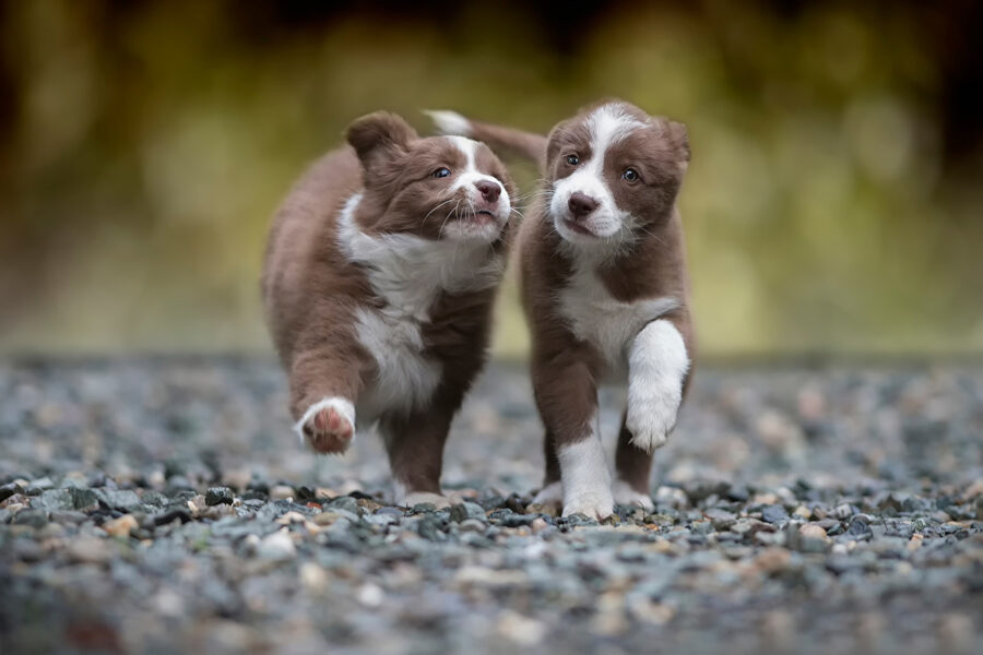 cucciolo di cane corre per tutta casa