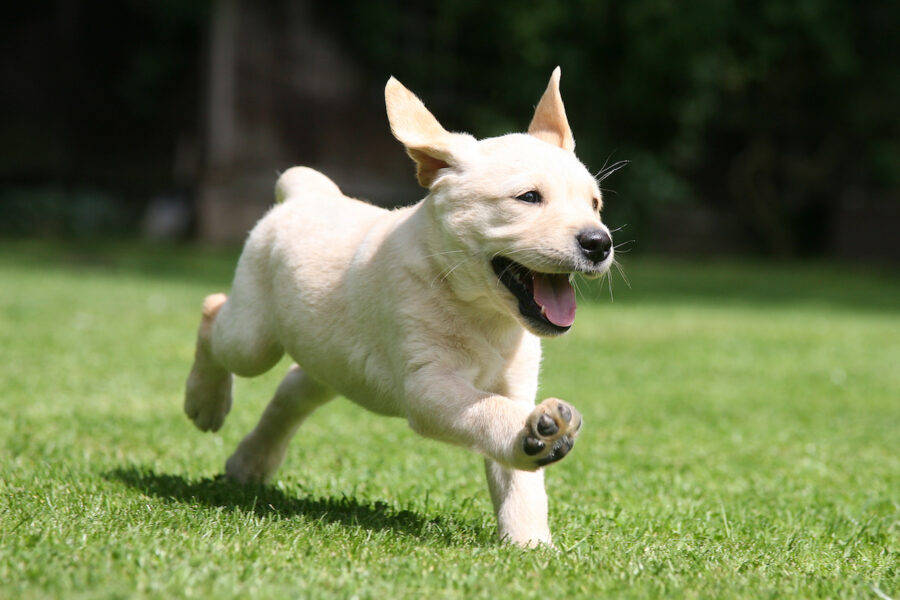 cucciolo di cane corre per tutta casa