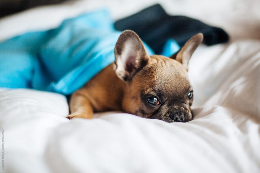 cucciolo di cane deve avere le sue coperte