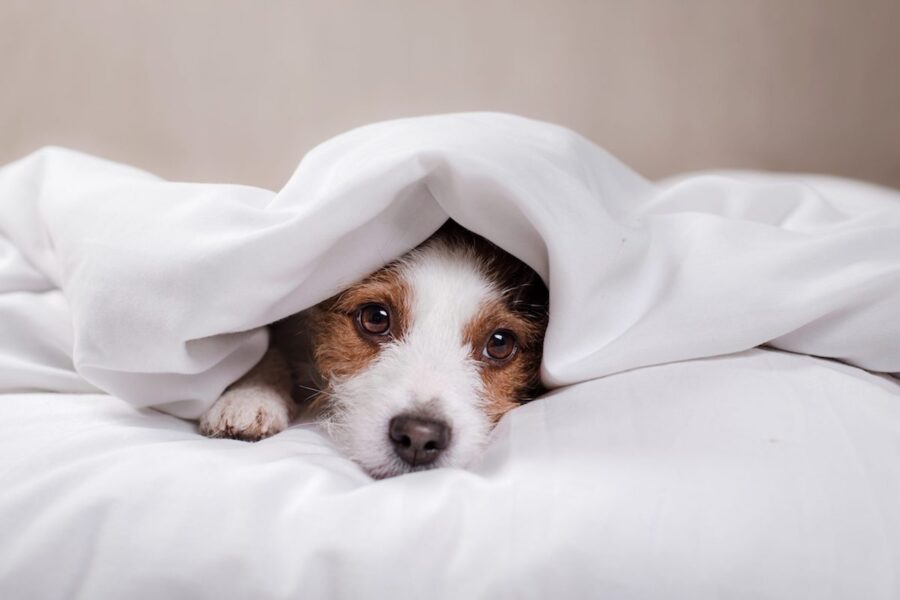 cucciolo di cane deve avere le sue coperte