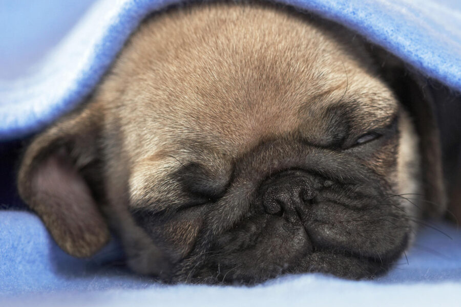 cucciolo di cane deve avere le sue coperte