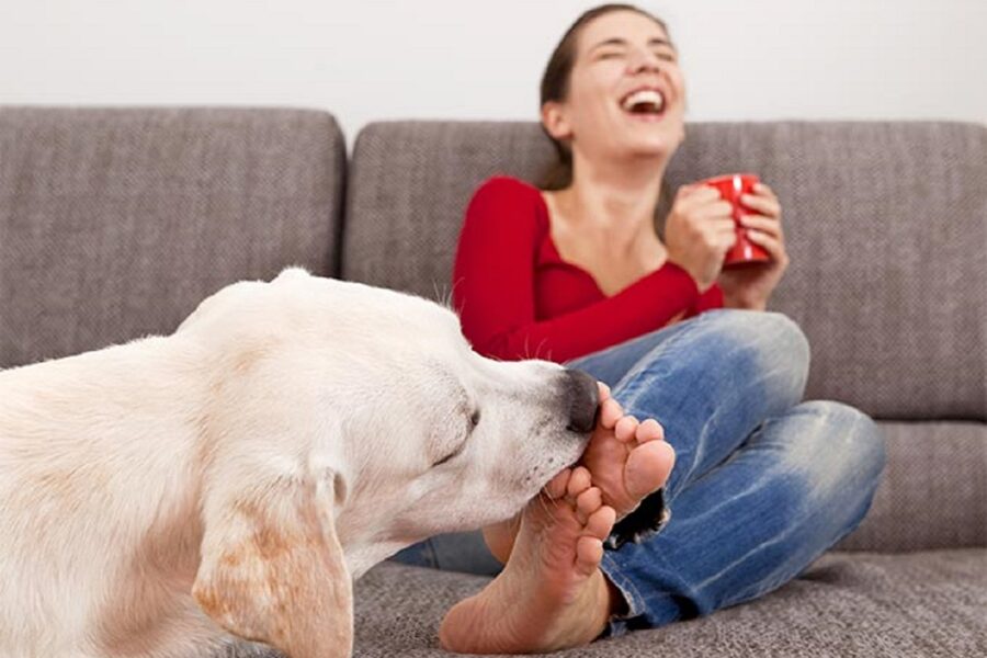 labrador lecca i piedi a una donna