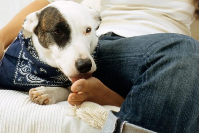 Come mai il cucciolo di cane mi lecca i piedi?