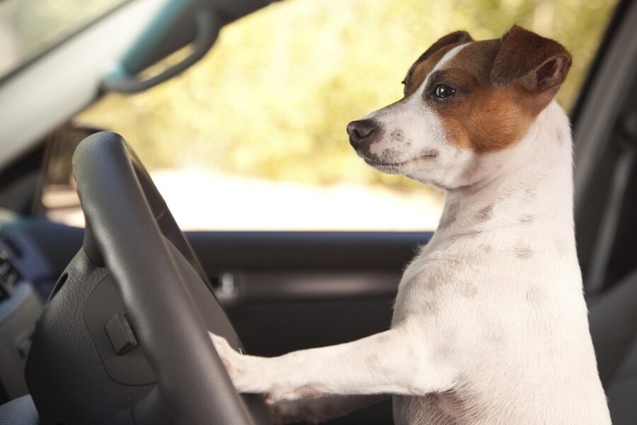 cucciolo di jack russell terrier