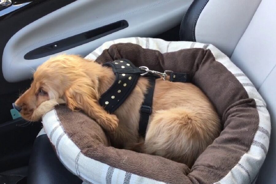 cane su lettino in macchina