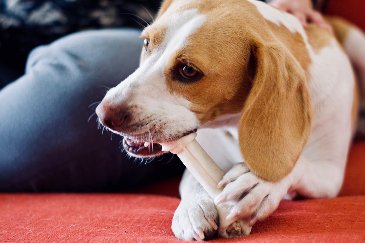 cucciolo di cane piagnucola con osso in bocca