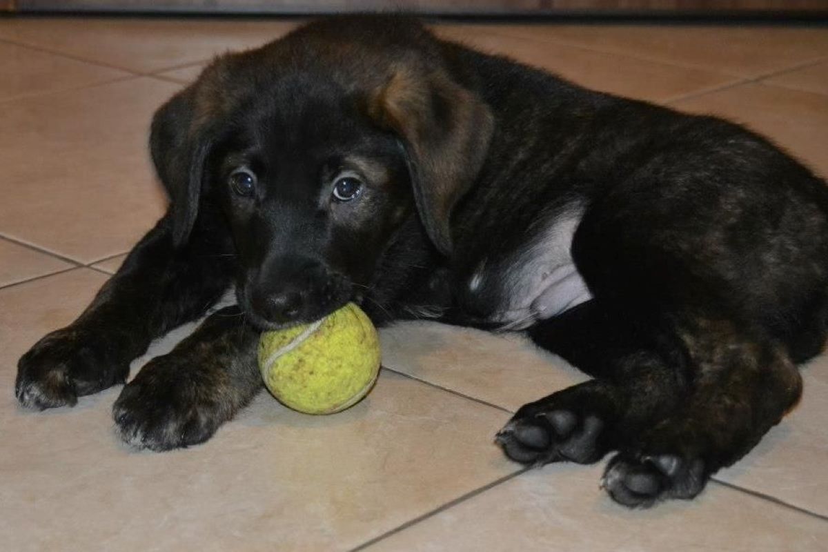 cagnolino e pallina