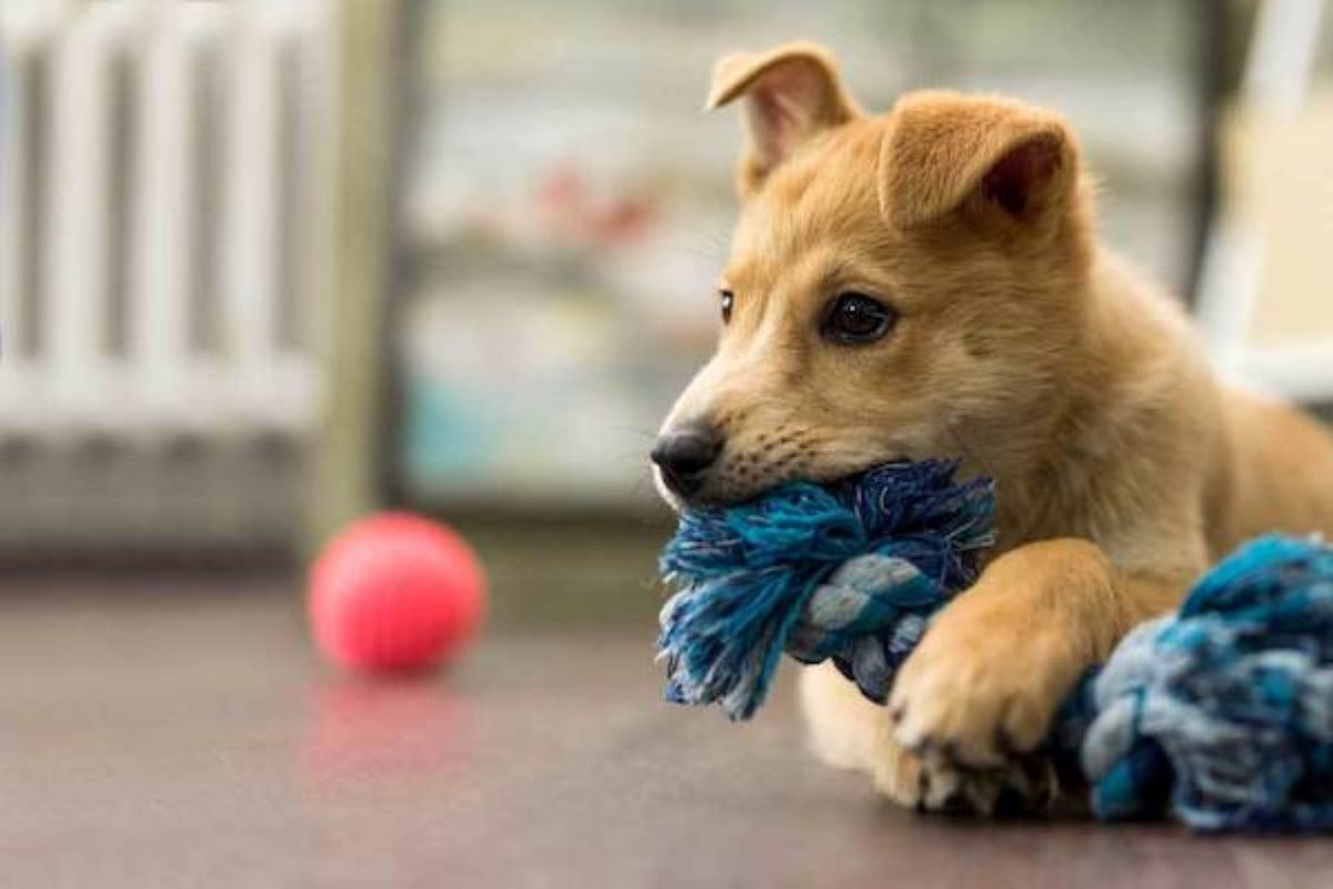 cucciolo di cane quanti giocattoli