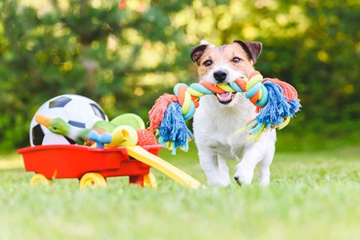 cane e giochi