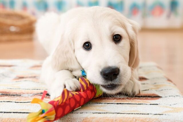 Il cucciolo di cane quanti giocattoli deve avere?