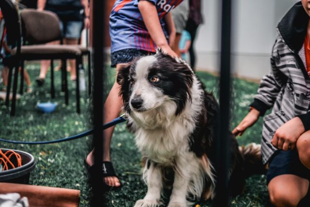 Cosa fare se il cucciolo di cane scappa dai bambini?