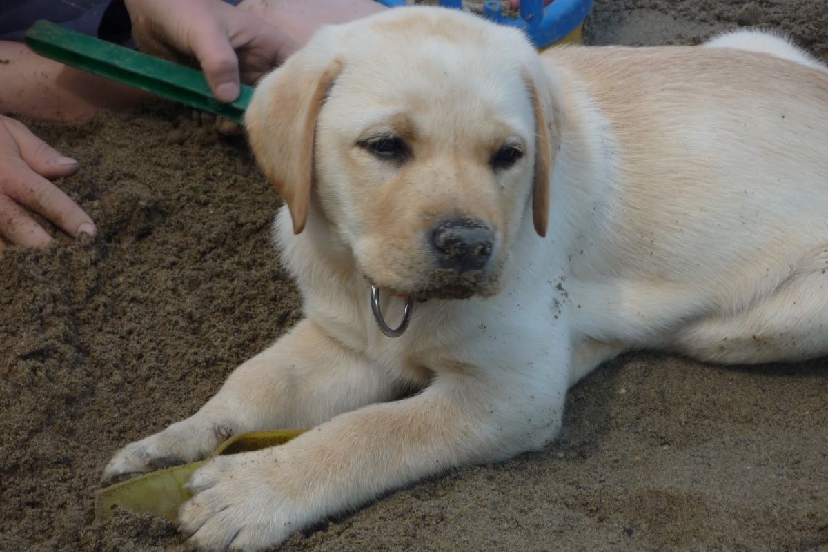 cucciolo di cane sembra arrabbiato