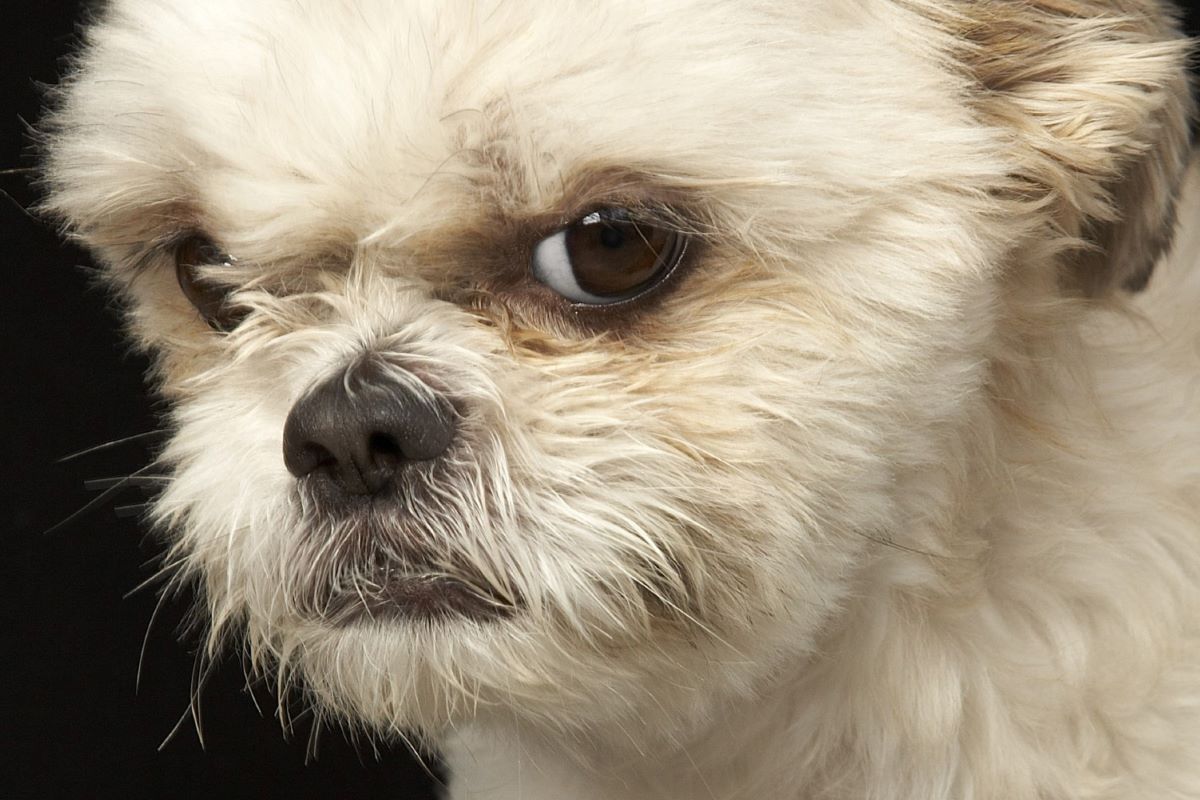 cucciolo di cane sembra arrabbiato