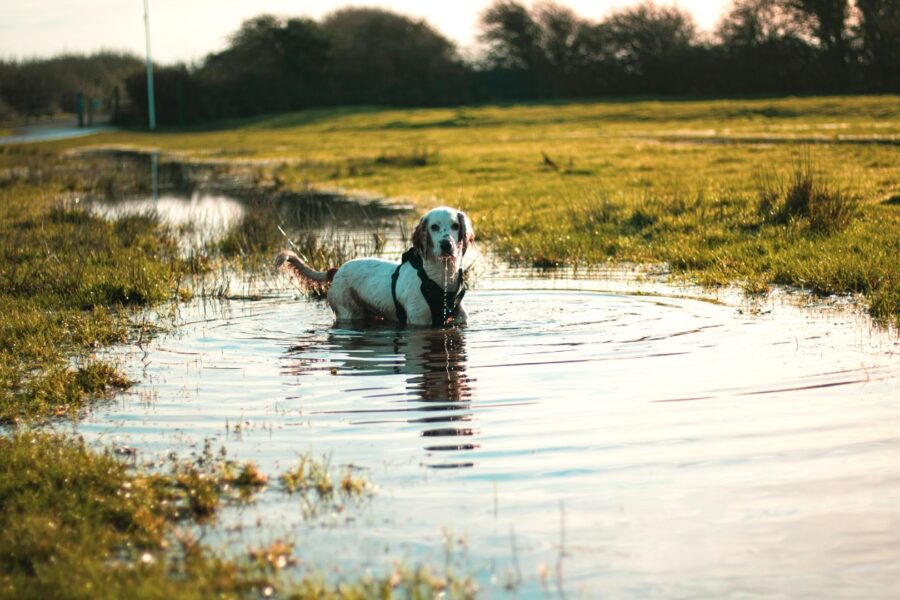 cucciolo nell'acqua sporca