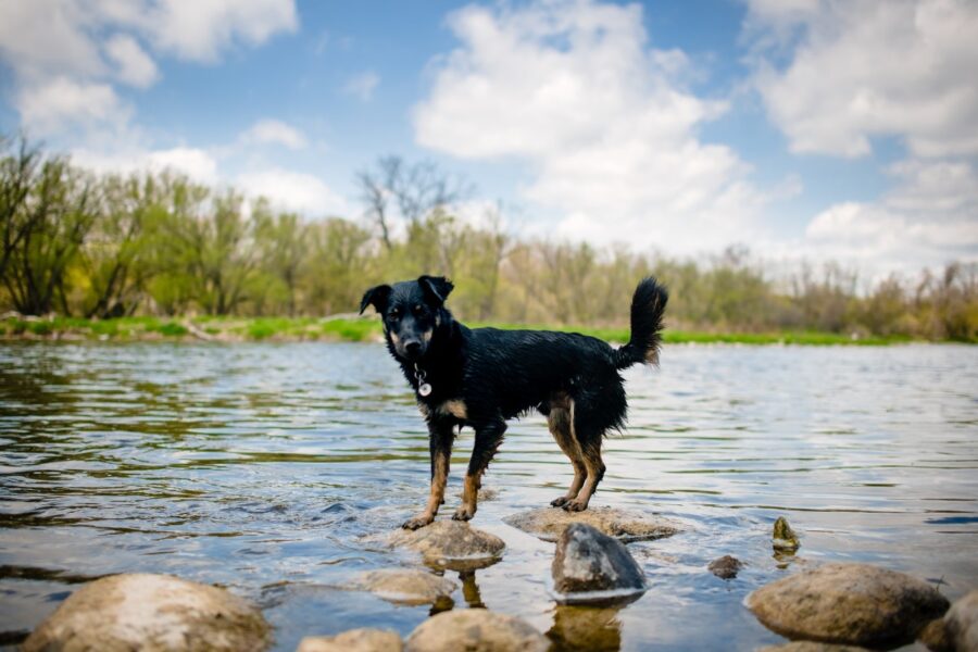 cane nel fiume