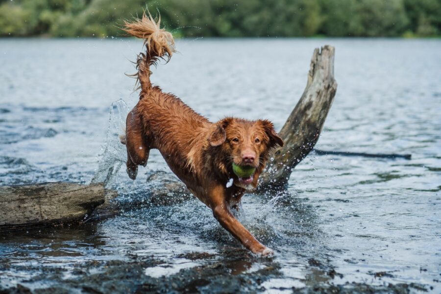 cane e acqua