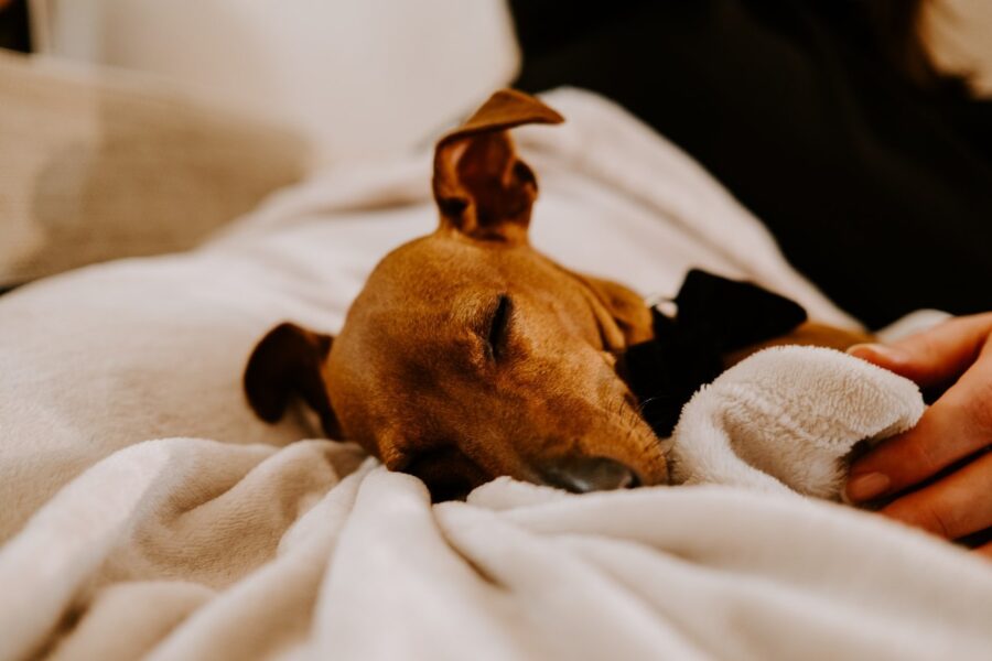 cucciolo di cane come svegliarlo