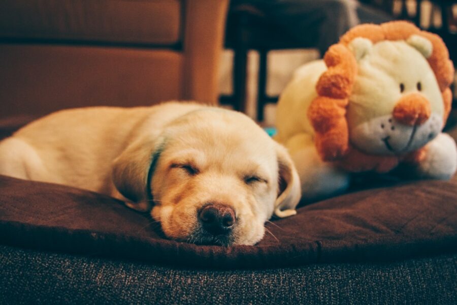 cane sul tappeto dorme