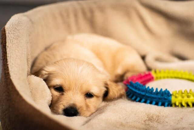 Il cucciolo di cane sogna e piange, cosa dobbiamo fare