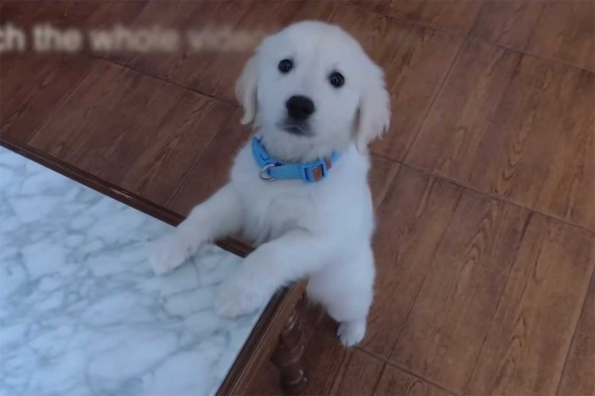 Il Cucciolo di Golden Retriever va dal veterinario per la prima volta (VIDEO)