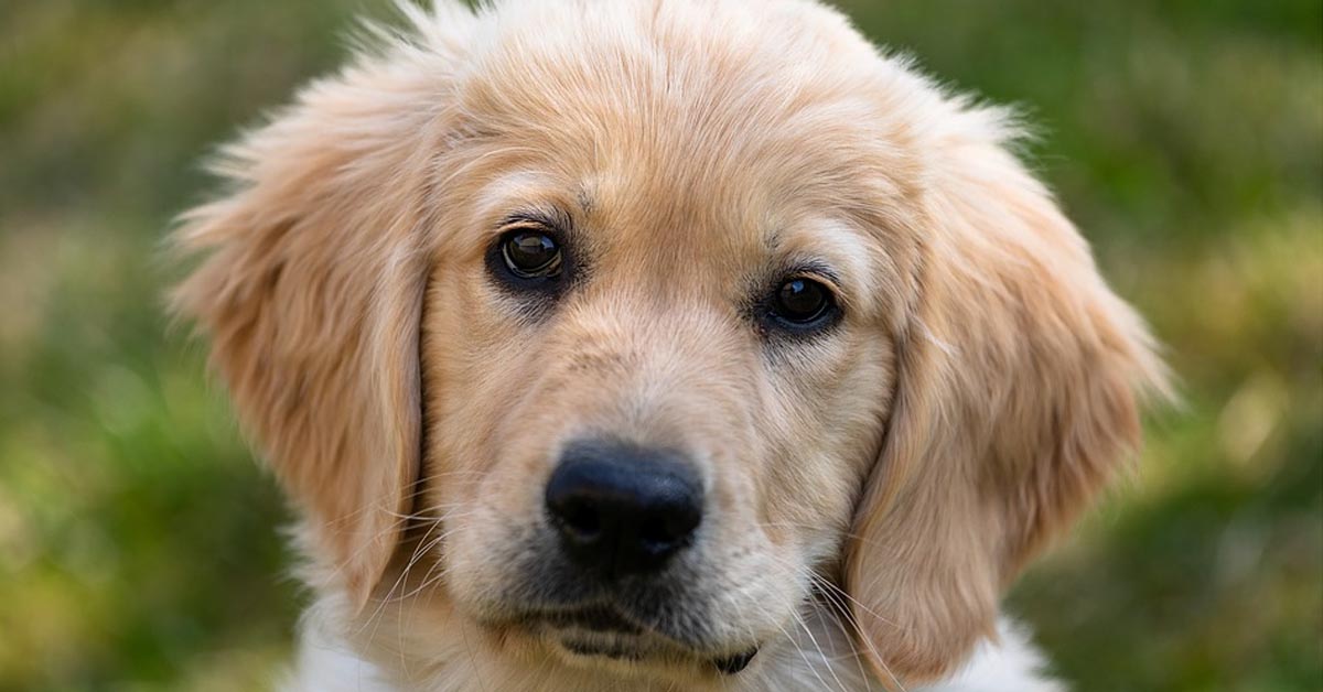 Il dolce cucciolo di labrador che insegue una farfalla (VIDEO)