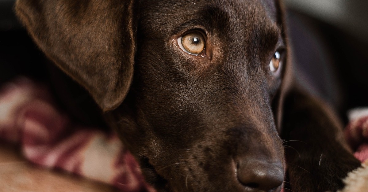 cucciolo di labrador che insegue una farfalla