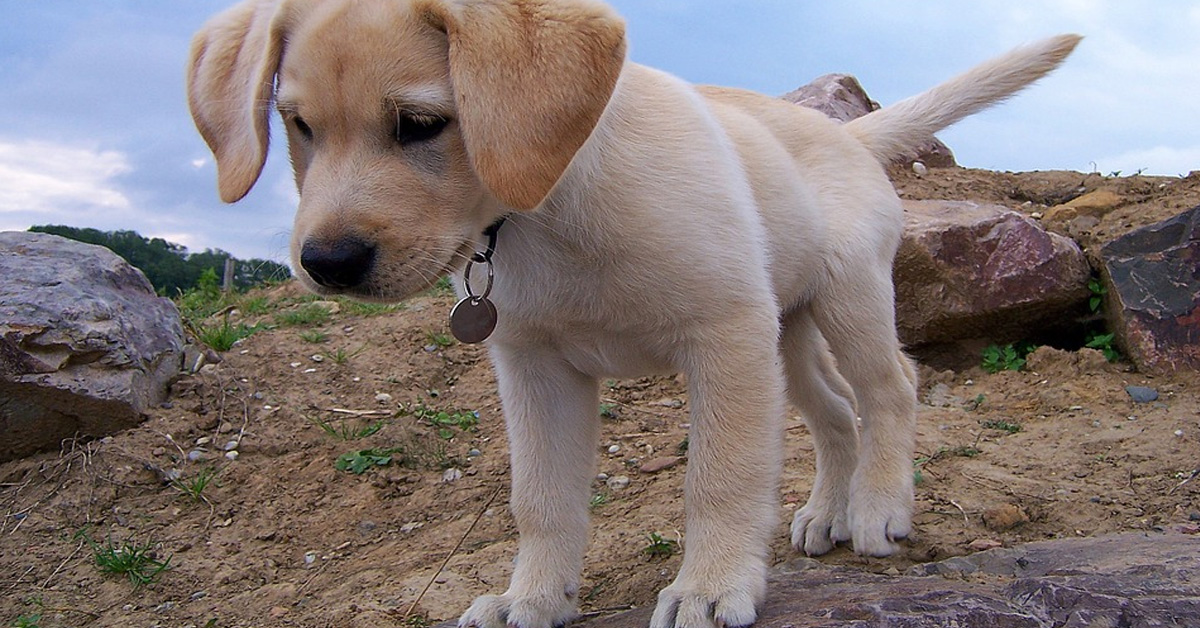 cucciolo di labrador gioca con una ciotola