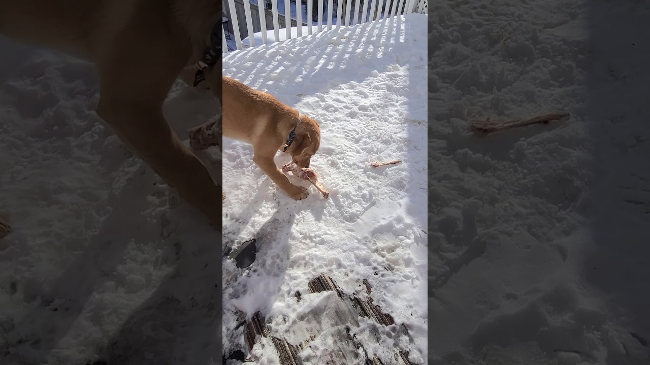 cucciolo di labrador ha rubato un osso