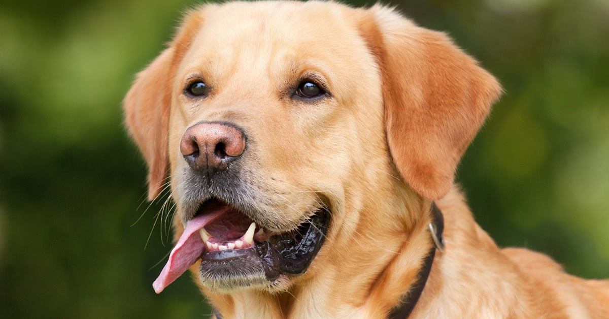 cucciolo di labrador ha rubato un osso