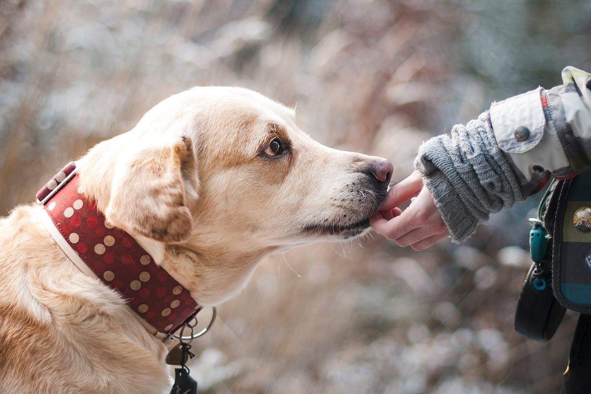 Il cucciolo di labrador ha rubato un osso ed è molto fiero del furto (VIDEO)