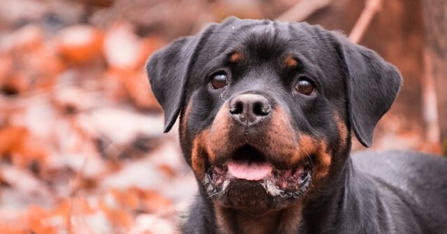 Il cucciolo di rottweiler e il bulldog inglese giocano insieme (VIDEO)