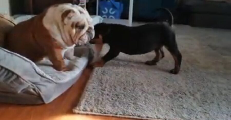 Cucciolo di rottweiler e il bulldog inglese giocano insieme